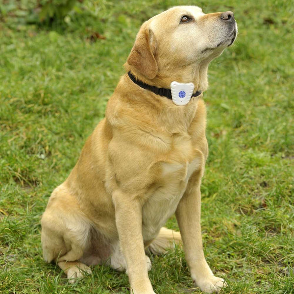 COLLIER ANTI-ABOIEMENTS (1)