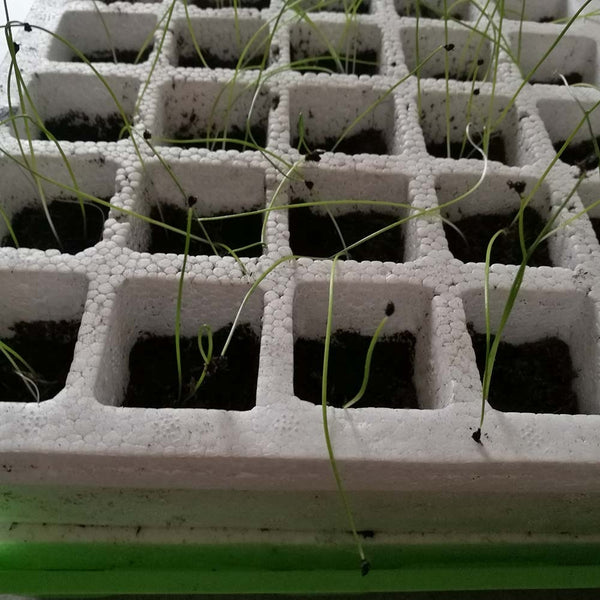 KIT DE GERMINATION 40 GODETS (6)