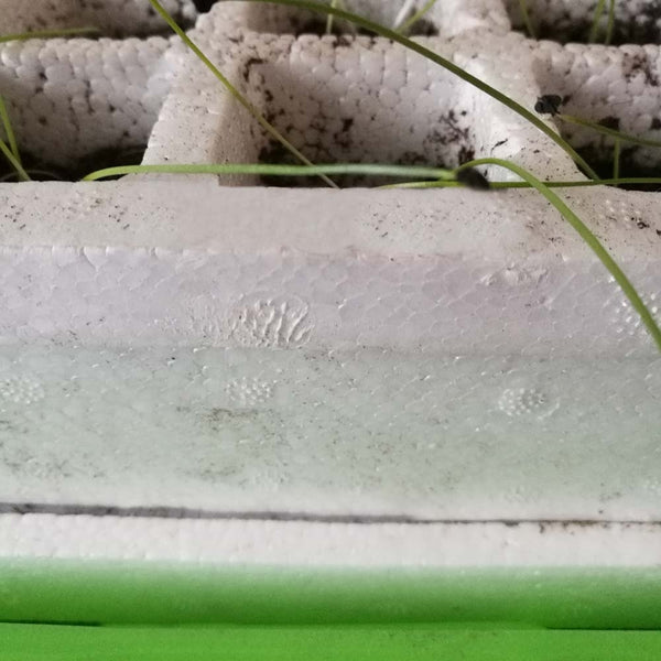 KIT DE GERMINATION 40 GODETS (8)