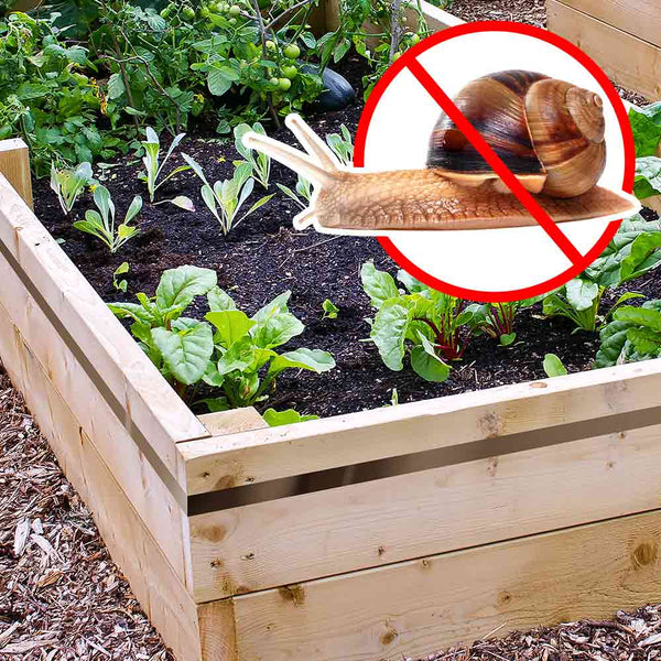 BARRIÈRE ANTI LIMACES (2)