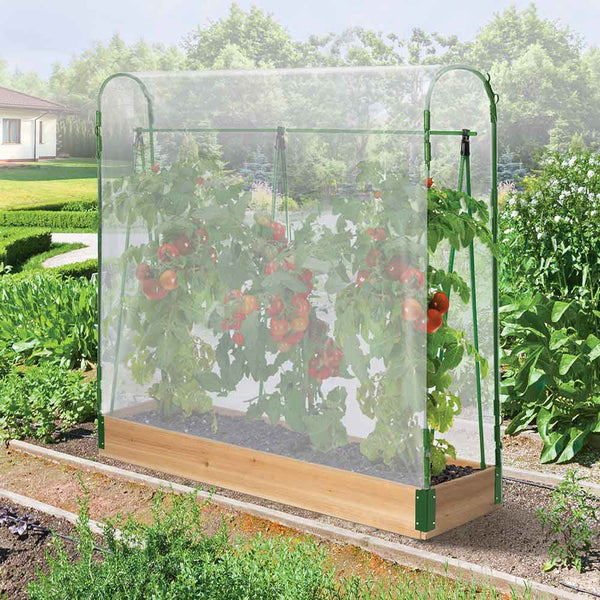SERRE POTAGER À TOMATES (7)