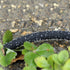 files/2595_tuyau_poreux-potager.jpg