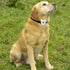 files/2748-collier-chien-WEB2.jpg