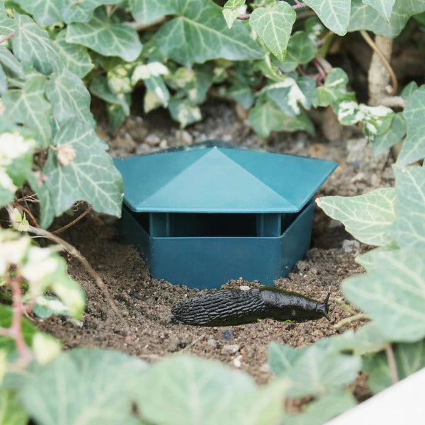 PIÈGES À LIMACES X 2 (3)