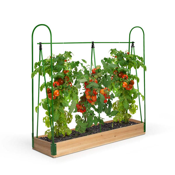SERRE POTAGER À TOMATES (2)