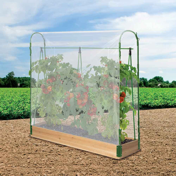 SERRE POTAGER À TOMATES (8)